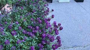 A garden with purple flowers, outdoor furniture, and a statue. - The Nicholson Inn (Freeport)