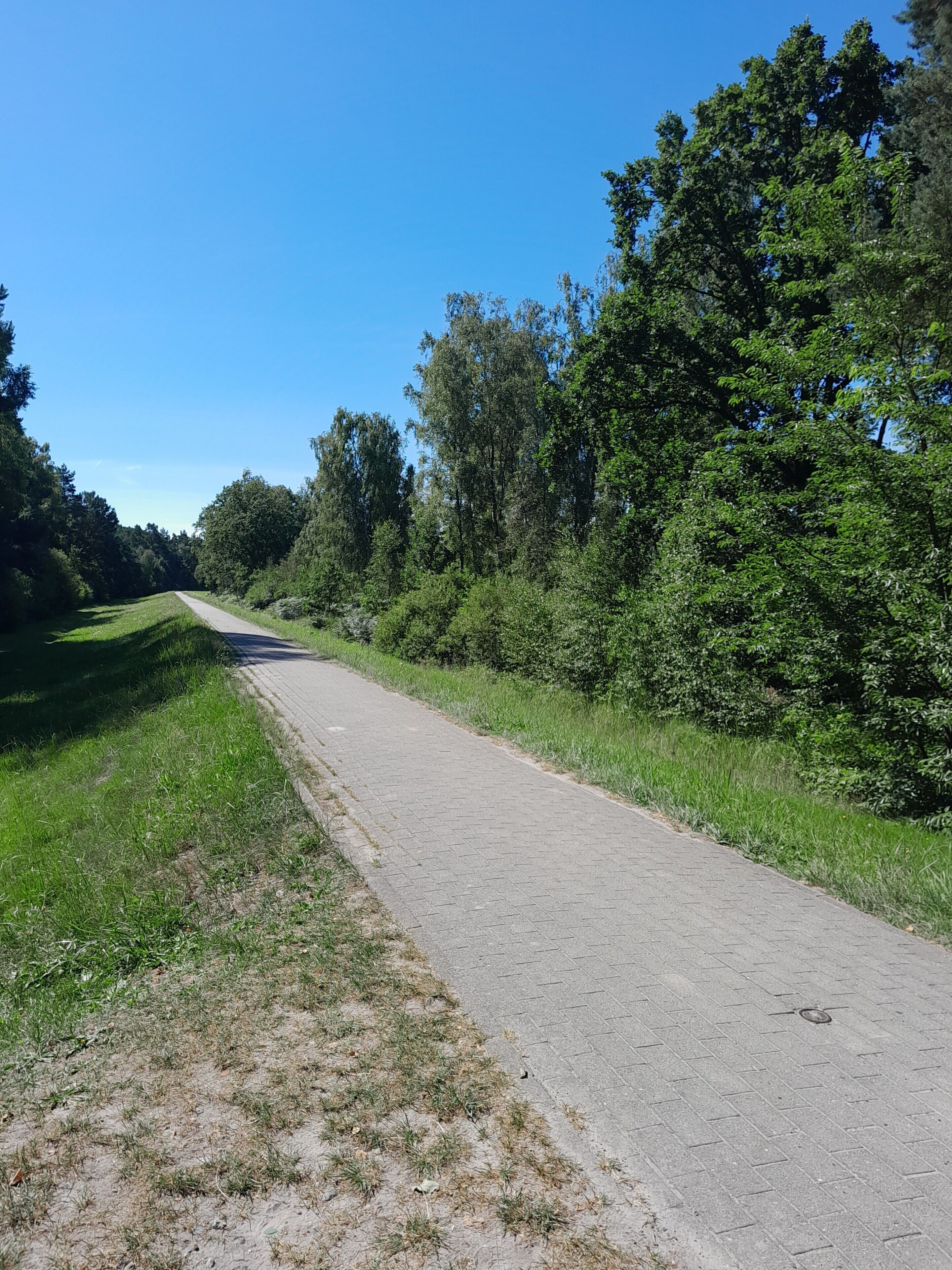 A paved pathway flanked by dense greenery and trees, leading into a forested area.