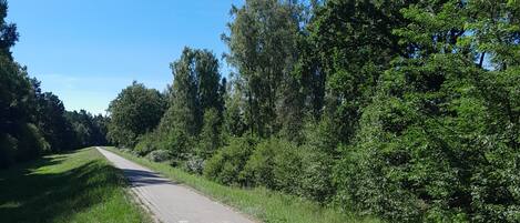 A paved pathway flanked by dense greenery and trees, leading into a forested area.