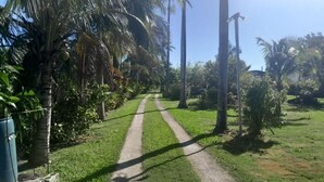 A dirt path flanked by palm trees and greenery, leading into a lush landscape. - Coco Gardens (Negril)
