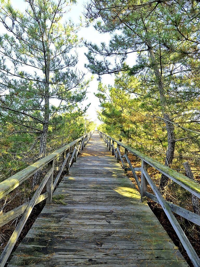 Ein hölzerner Weg schlängelt sich durch einen Wald.