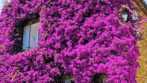 En bygning dækket af blomstrende lilla blomster.