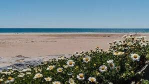 Une plage avec des fleurs blanches au premier plan et un ciel bleu dégagé.