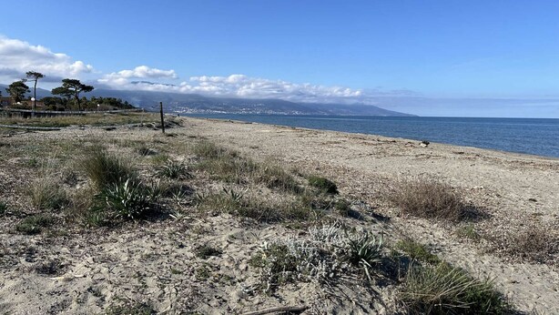 Un paysage côtier caractérisé par une plage de sable, une végétation clairsemée et un ciel bleu dégagé.