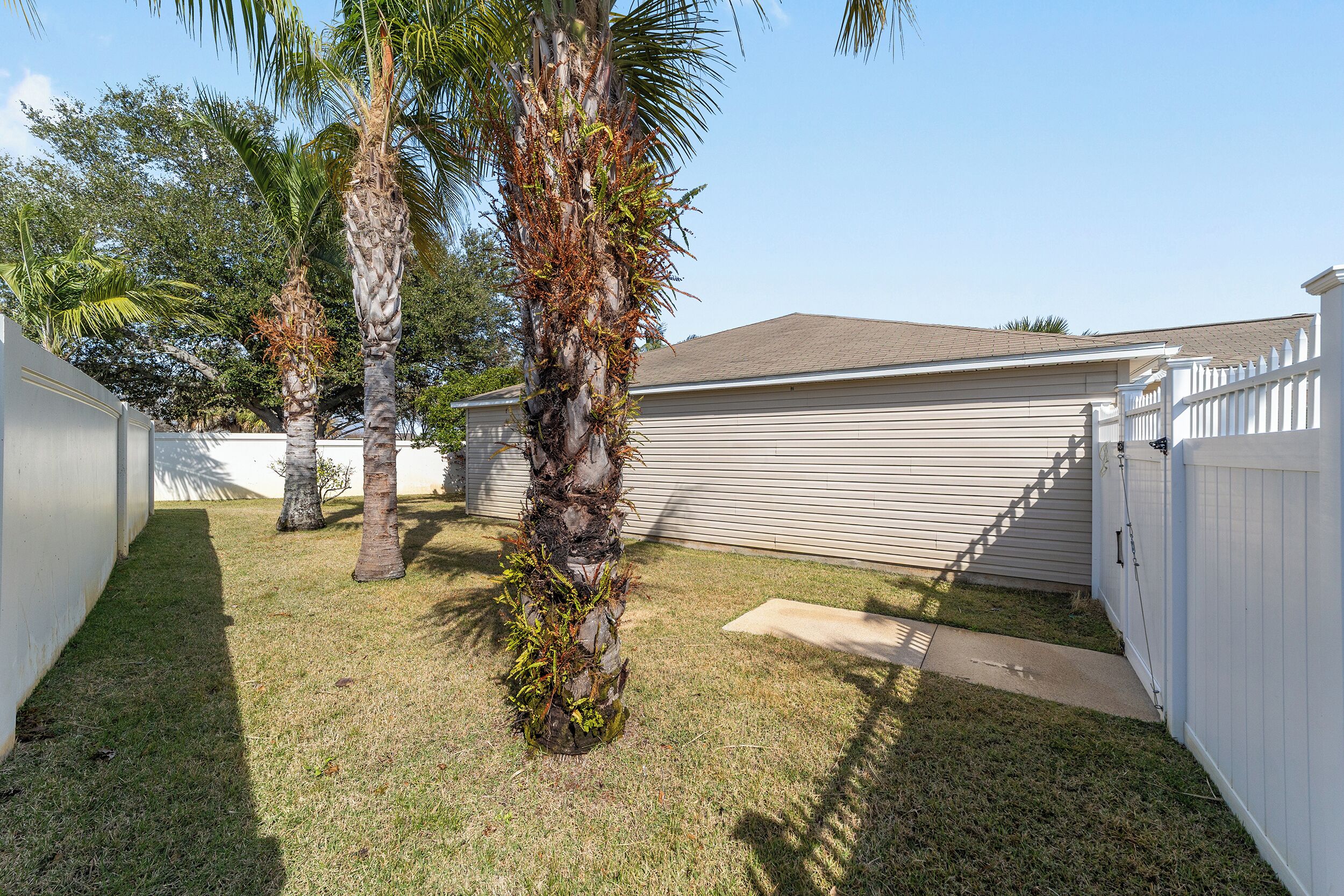 A backyard with a white fence, a palm tree, and a house with a brown roof.