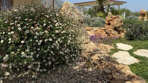 A garden with white flowers, a rock formation, and a pathway leading to a building. - House surrounded by olive grove 900mt from the sea (Orosei)