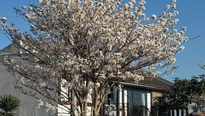 Un árbol con flores blancas frente a un edificio con balcón.