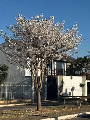 A tree with white blossoms in front of a building with a balcony.