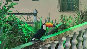 A toucan perched on a balustrade with a building in the background.