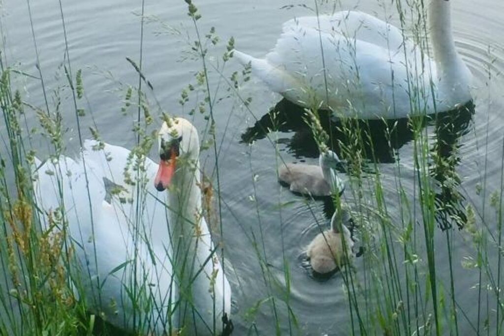A group of swans in a body of water surrounded by tall grasses.