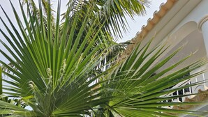 A palm tree in front of a building with a white facade and a window with a black frame. - Great vacation home in Madeira, ocean view, in Ponta-do-Sol, heated pool (Ponta do Sol)