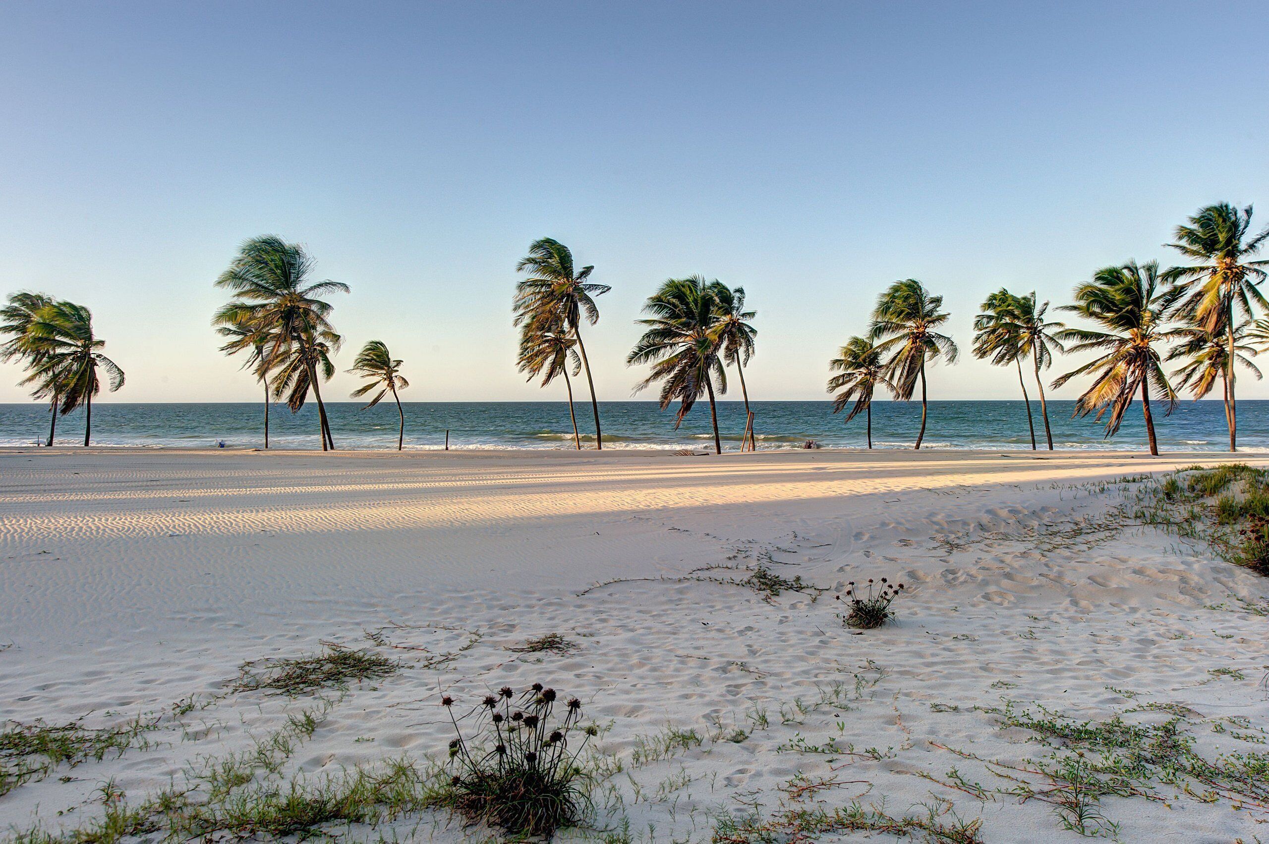 A beach with palm trees and a clear sky.