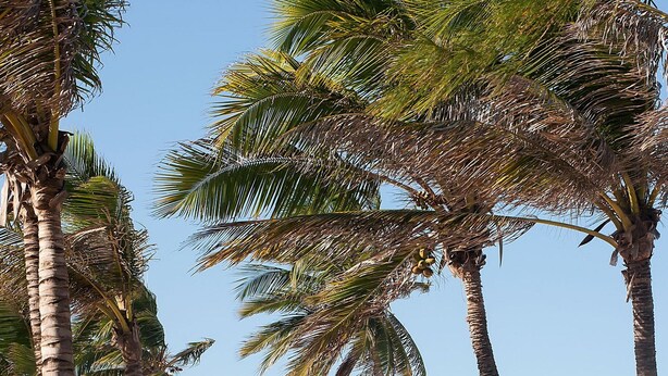 A wooden boardwalk leading to the beach, flanked by palm trees and a clear blue sky. - VG Sun #102 - Apto de Dois Quartos por Carpediem (Caucaia)