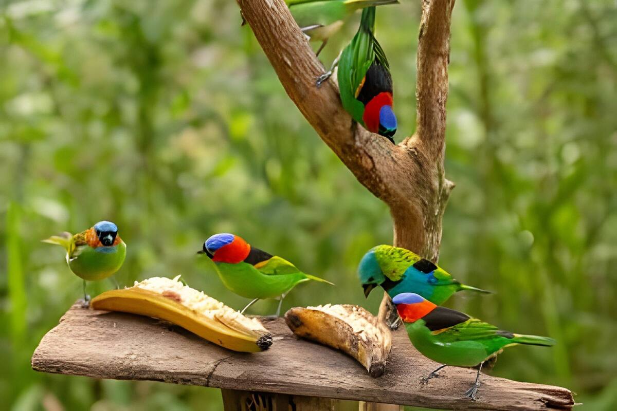 Premium chalet | Terras