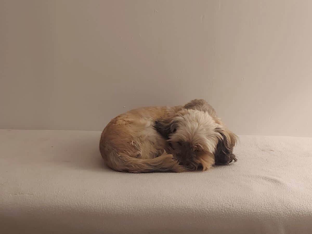 A small dog curled up on a plain surface.
