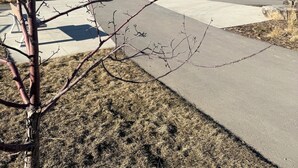 Un quartier résidentiel avec des maisons, une route asphaltée et un arbre sans feuilles.