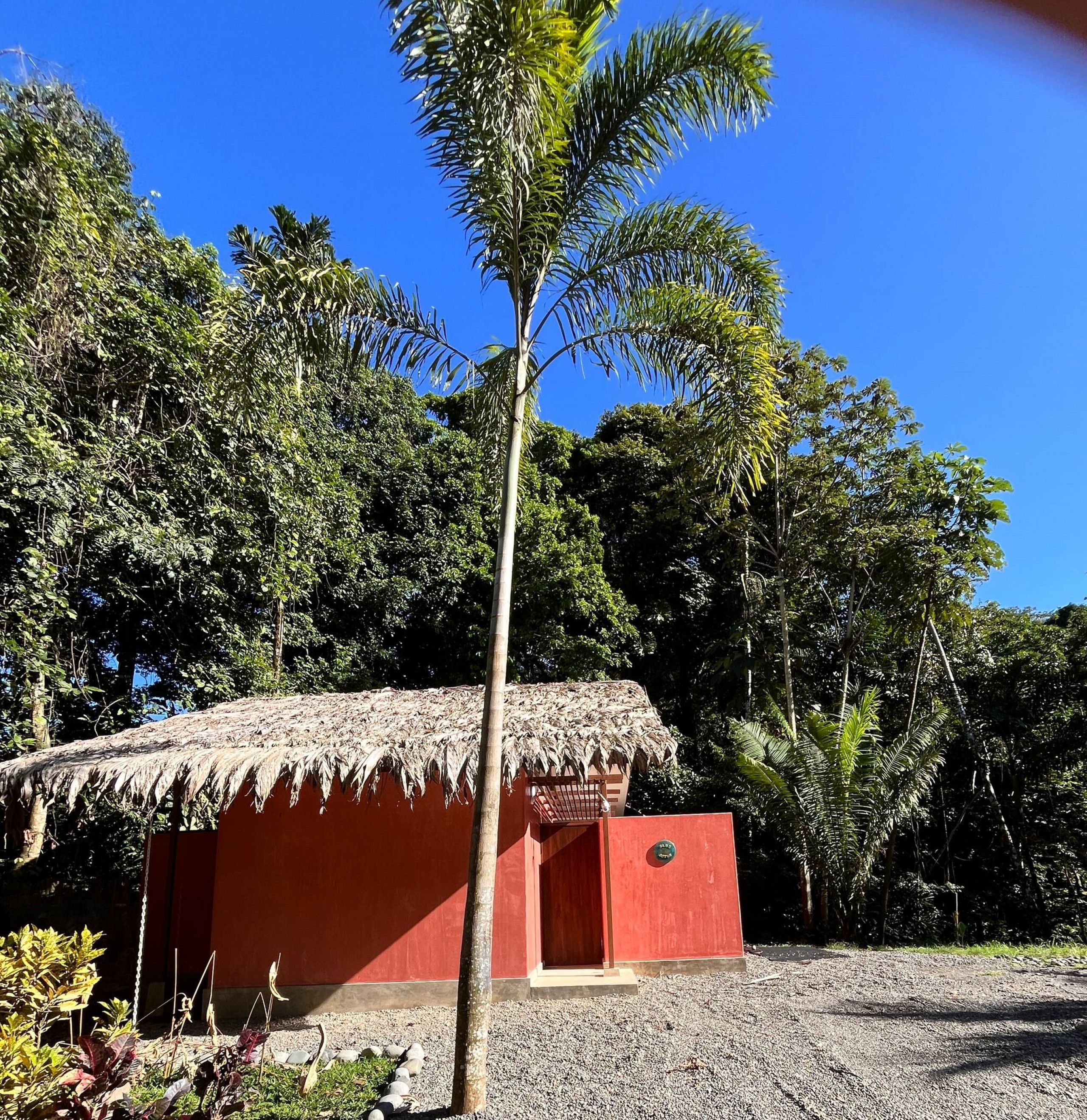A small red building with a thatched roof, surrounded by dense tropical foliage.