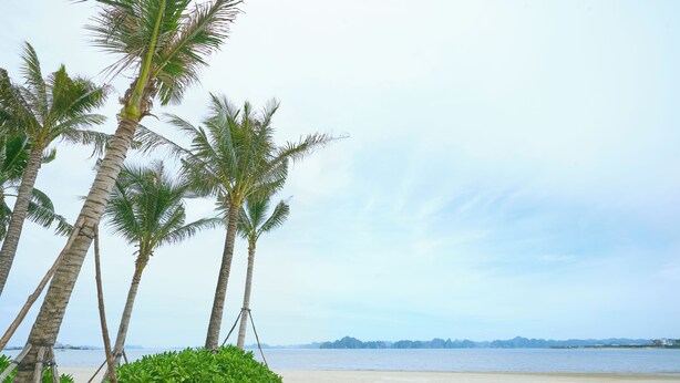 Ein Strand mit Palmen und Blick aufs Wasser.