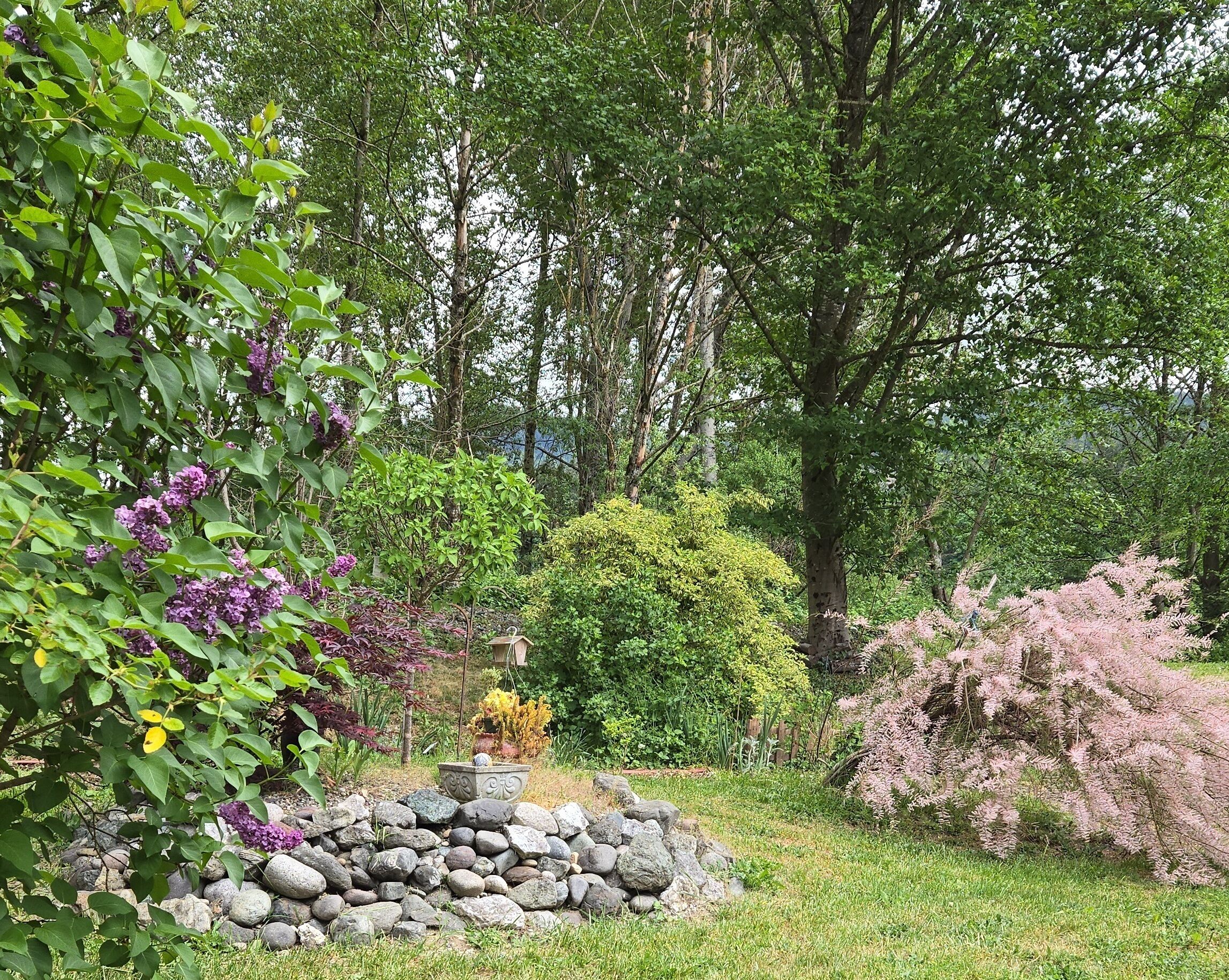A garden with a stone wall, various shrubs, and trees.