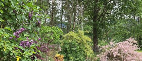 A garden with a stone wall, various shrubs, and trees.