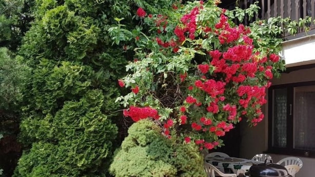 A patio area with a table and chairs, surrounded by lush greenery and red flowering plants. - mit Wasserblick by Interhome (Chocen)