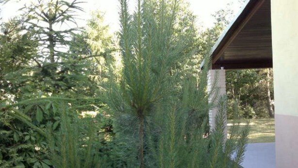 Ein Nadelbaum in einer Gartenanlage, im Hintergrund ein Gebäude.