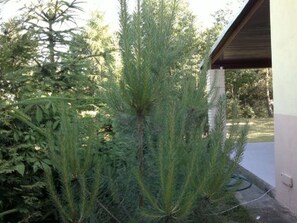 A coniferous tree in a garden area with a building in the background.