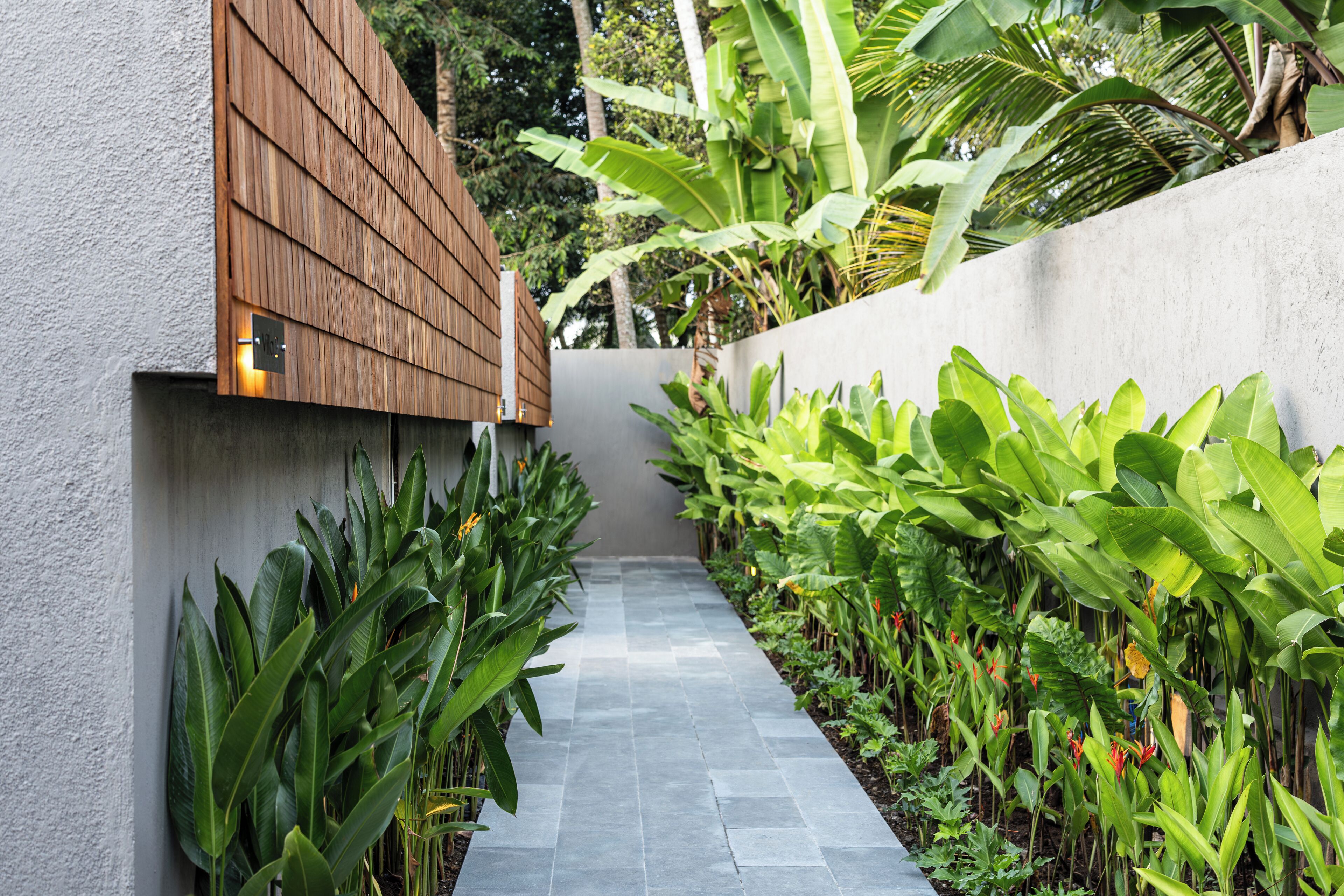 Un sendero estrecho bordeado por exuberante vegetación tropical y una pared de madera.