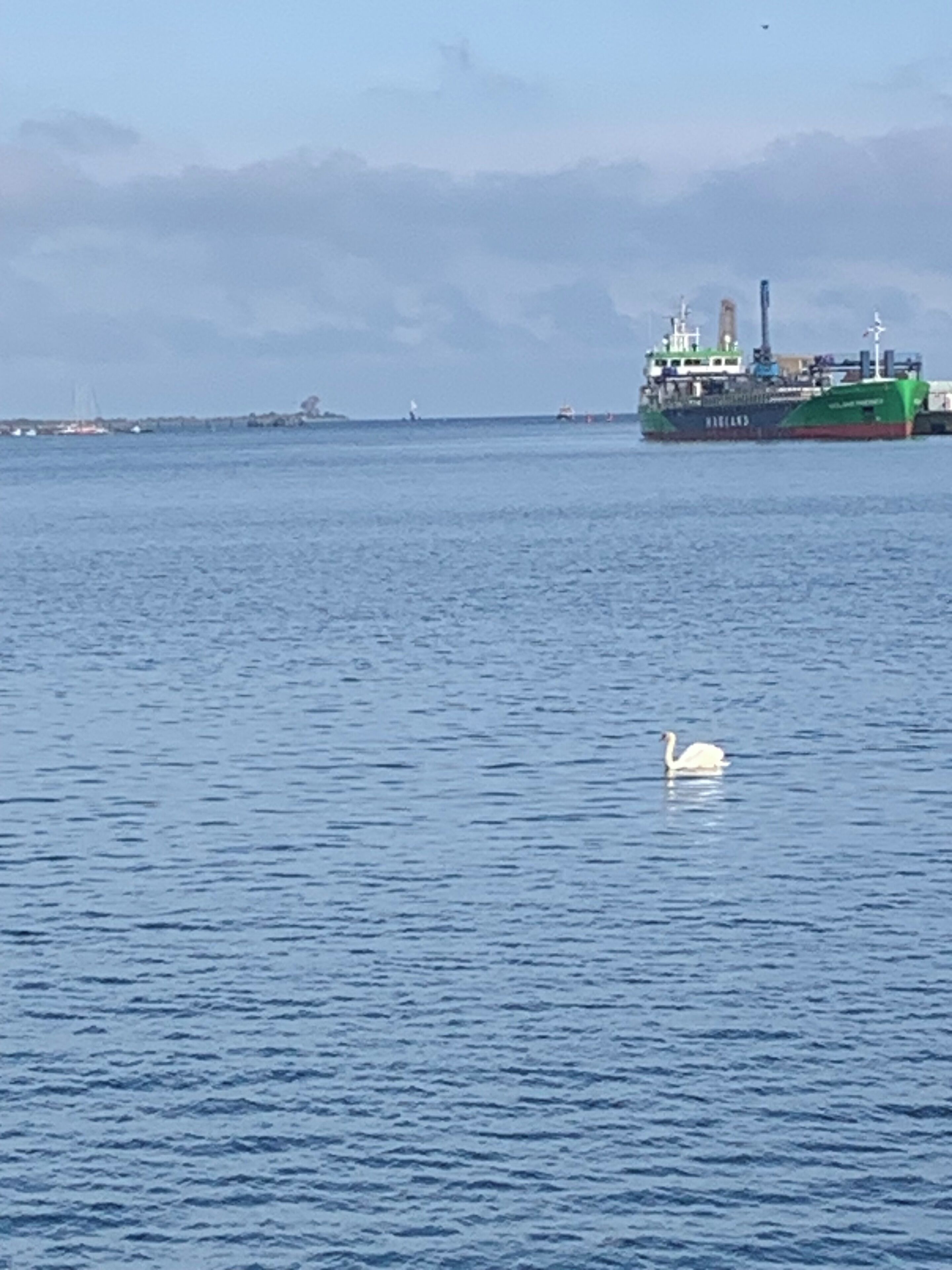 Een groot groen schip op kalm water, met een witte zwaan vlakbij.