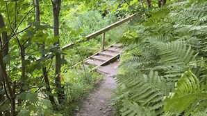 Un sentier bordé d’arbres avec un pont en bois.