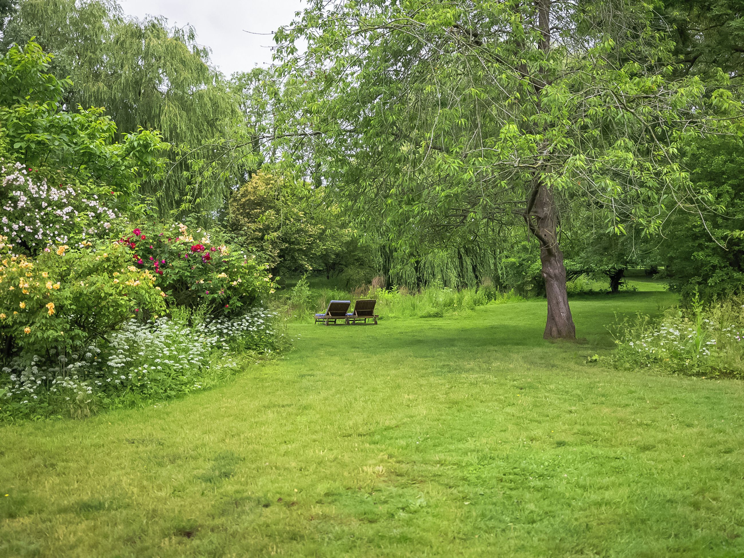 A lush garden with a bench and trees.
