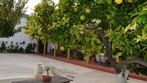 Une cour avec une table et des bancs en bois, entourée de plantes en pot et d’un citronnier chargé de fruits mûrs.