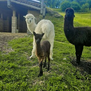 Immagine non classificata, 3 di 14, pulsante