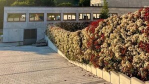 A building with a paved walkway and a wall of flowers. - Hohentwiel Apartments (Singen)