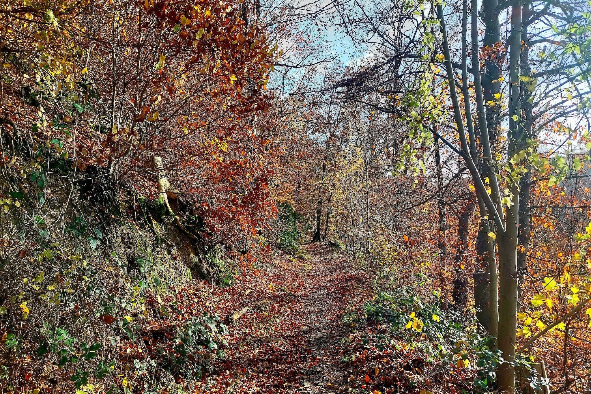 Ein Waldweg mit Bäumen und Blättern.
