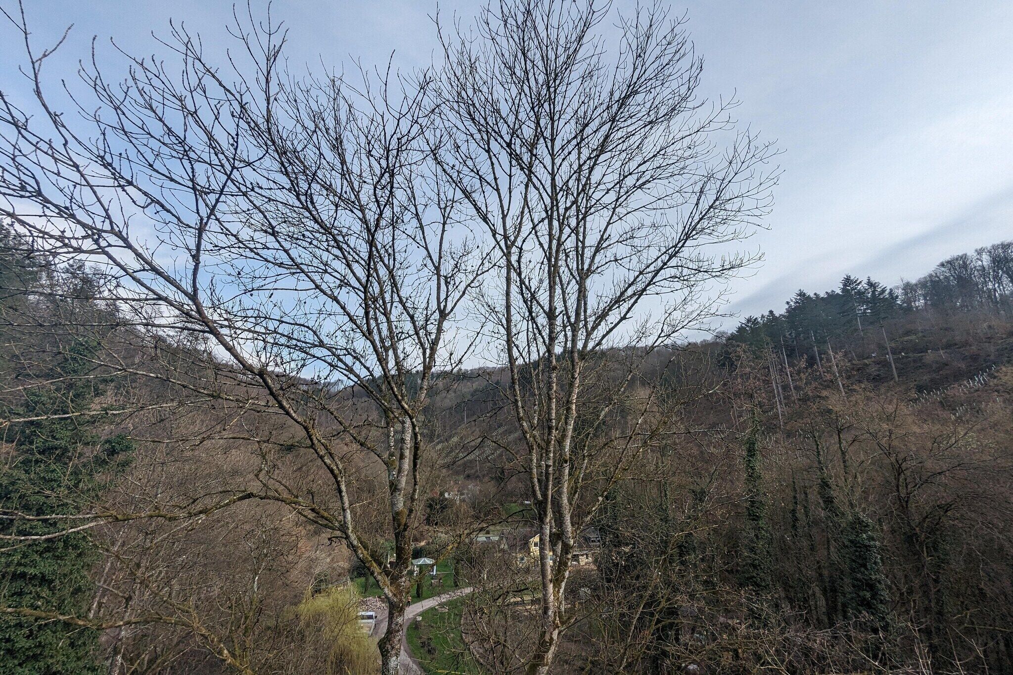 A mountainous landscape with leafless trees and a winding road.