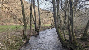 Un arroyo serpentea por un área boscosa, bordeado de árboles a ambos lados.