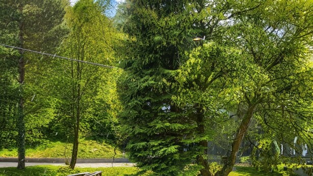 Un parque con un sendero pavimentado, bancos y árboles.