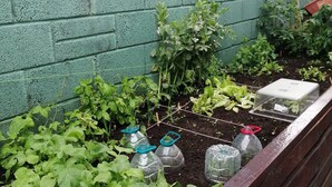 A raised garden bed with various plants and a small greenhouse structure. - Cosy Home With Organic Garden (Athenry)