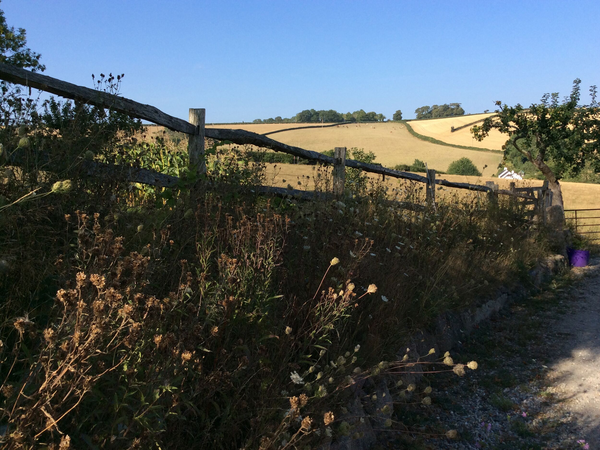 A rural landscape with a dirt path, a wooden fence, and a field in the background.