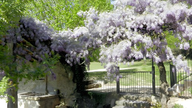 Un jardin avec un mur de pierres, un portail en métal et un arbre aux fleurs violettes.