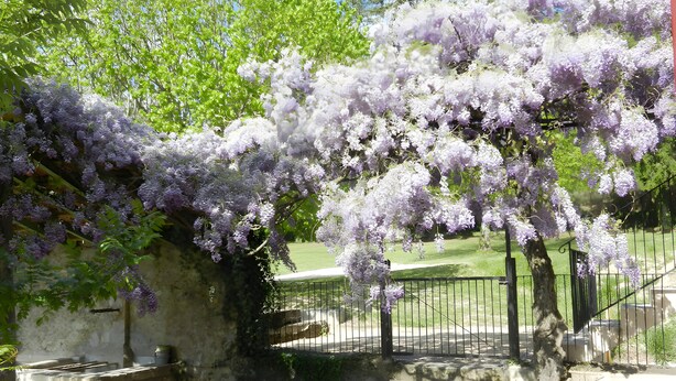 Un escalier en pierre menant à un pont, entouré d’une végétation luxuriante et d’arbres aux fleurs violettes.