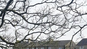 A grassy field with a row of houses in the background. - Cosy, dog friendly, two-bedroom cottage in Hawes. (Hawes)