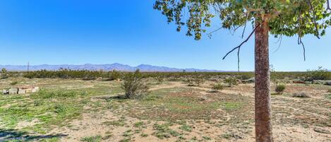 A desert landscape with sparse vegetation, a prominent tree, and distant mountains under a clear blue sky.
