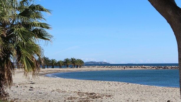 Ein Strand mit Palmen, blauem Himmel und ruhiger See.