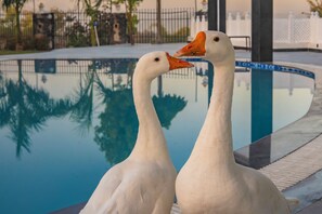 Outdoor pool - Maruwas luxury retreat (Mavli)