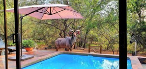 Unclassified image, 5 of 18, button - Loerie Escape – Luxury Bushveld Retreat Near Kruger Park in Marloth Park SA (Marloth Park)