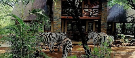 A building with a stone facade and a thatched roof, surrounded by lush greenery and zebras.