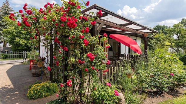 Un jardí amb una pérgola i flors vermelles.