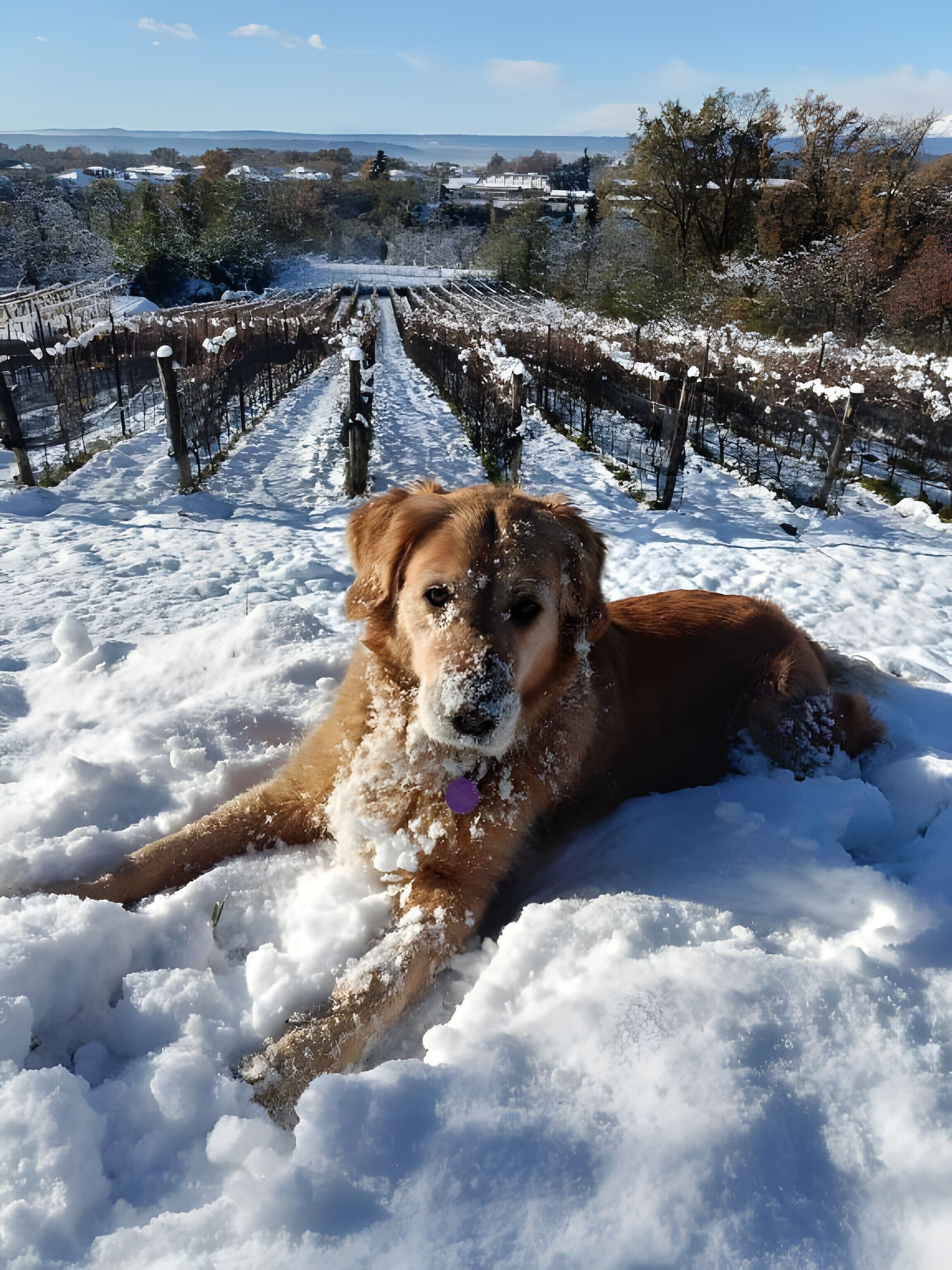 Ein Hund liegt im Schnee, im Hintergrund ein Weinberg.